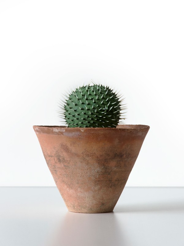 Trevor-Yeung_Cacti-_9cm__1_HR- ...